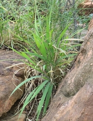 Brachiaria