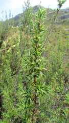 Cliffortia tridentata