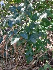 Metopium toxiferum image