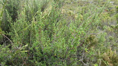 Cliffortia tridentata