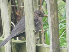 Turdus merula