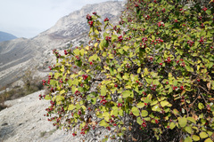 Lonicera iberica