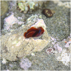 Lithophaginae