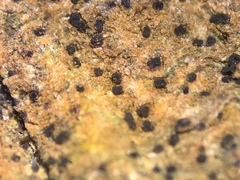 Arthonia apatetica