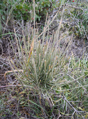 Ephedra procera