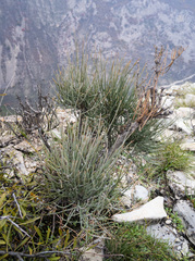 Ephedra procera