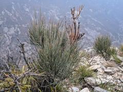 Ephedra procera