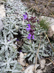 Salvia canescens