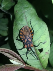 Spartocera pantomima