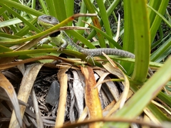 Stenocercus trachycephalus