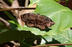Achlyodes busirus