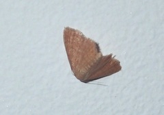 Idaea belemiata