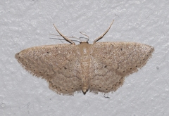 Idaea obsoletaria