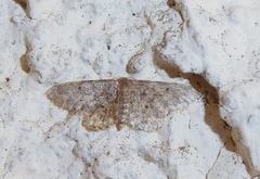 Idaea blaesii