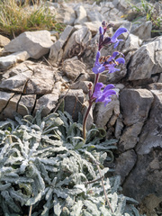 Salvia canescens