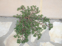 Portulaca oleracea oleracea