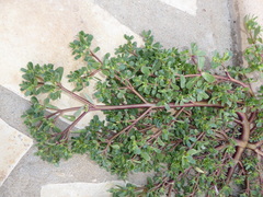 Portulaca oleracea oleracea