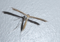 Stenoptilia aridus