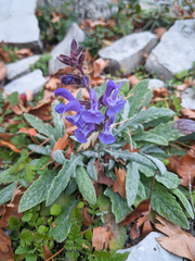 Salvia canescens