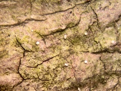 Dictyocatenulata alba