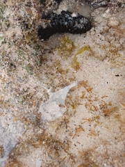 Holothuria leucospilota