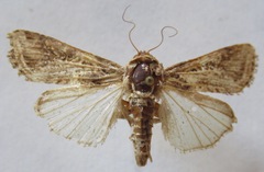 Spodoptera latifascia