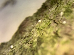 Dictyocatenulata alba