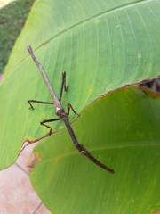 Pterinoxylus