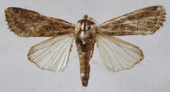 Spodoptera latifascia