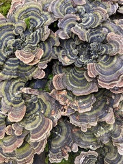 Trametes versicolor