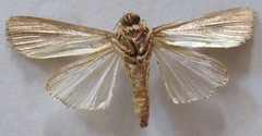 Spodoptera latifascia