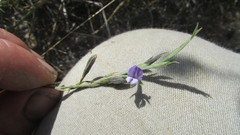 Psoralea alata