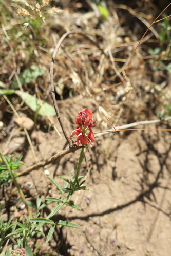Image of Indigofera complanata by (c) Diana Studer, some rights reserved (CC BY)