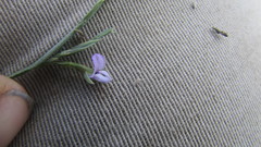 Psoralea alata