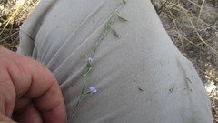 Psoralea alata