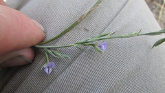 Psoralea alata