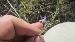 Psoralea alata