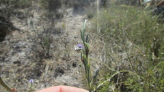Psoralea alata