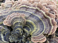 Trametes versicolor