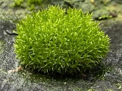 Dicranoweisia cirrata