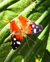 Hypanartia trimaculata