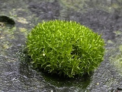 Dicranoweisia cirrata