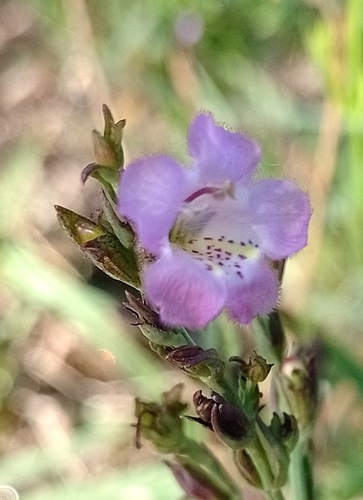 Agalinis communis (Agalinis communis)