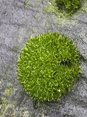 Dicranoweisia cirrata