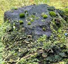 Dicranoweisia cirrata