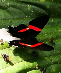 Ancyluris inca