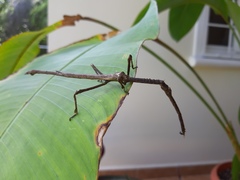 Pterinoxylus