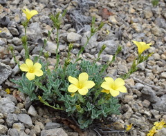 Linum pallasianum