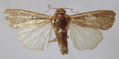 Spodoptera sunia