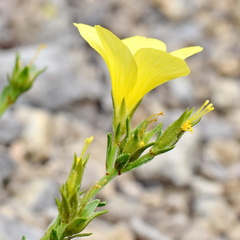 Linum pallasianum